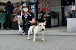 DSC_8333c.jpg