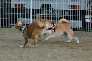 DSC_8343c.jpg