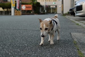 DSC_8362c.jpg