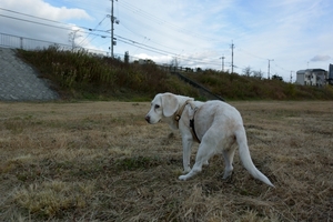 DSC_8379c.jpg