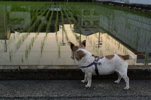 DSC_8390c.jpg