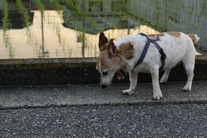 DSC_8404c.jpg