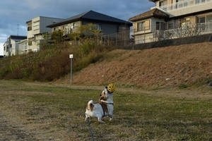 DSC_8410c.jpg