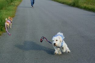 DSC_8825c.jpg