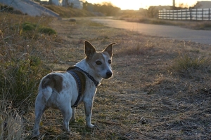 DSC_8882c.jpg