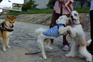 DSC_8912c.jpg
