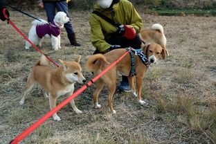 DSC_8960c.jpg