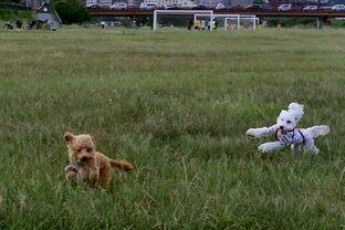 DSC_8995(1)c.jpg