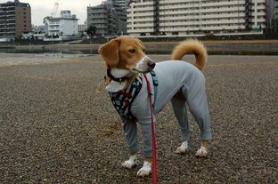 DSC_9009c.jpg