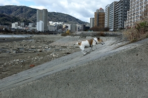 DSC_9105c.jpg