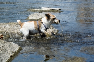 DSC_9152c.jpg
