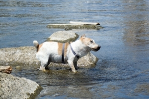 DSC_9156c.jpg