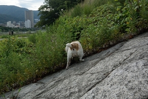 DSC_9290c.jpg