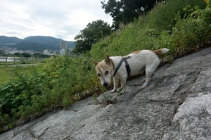 DSC_9296c.jpg