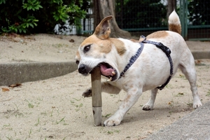 DSC_9309c.jpg