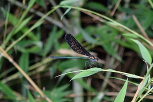 DSC_9360c.jpg