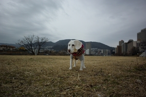 DSC_9390c.jpg
