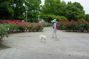 DSC_9412c.jpg