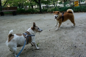 DSC_9518c.jpg