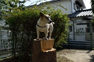 DSC_9527c.jpg