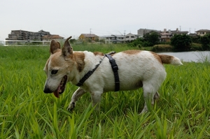 DSC_9681c.jpg