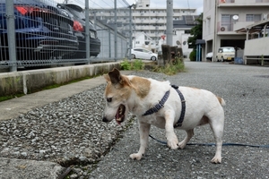 DSC_9801c.jpg