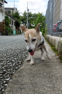 DSC_9802c.jpg