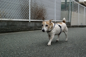 DSC_9808c.jpg