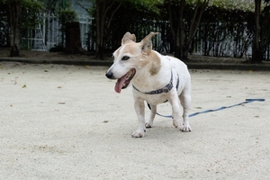 DSC_9811c.jpg