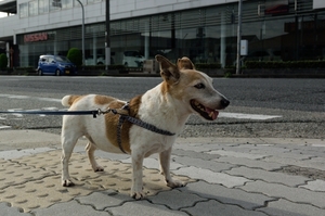 DSC_9831c.jpg