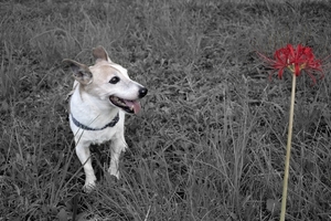 DSC_9840c.jpg