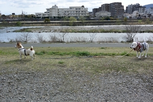 DSC_9870c.jpg