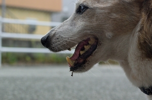 DSC_9876c.jpg