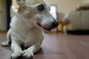 DSC_9886c.jpg