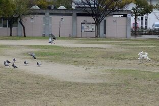 DSC_9956(1)c.jpg