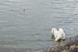 DSC_9985c.jpg