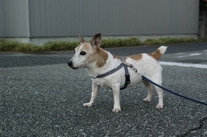 DSC_9997c.jpg