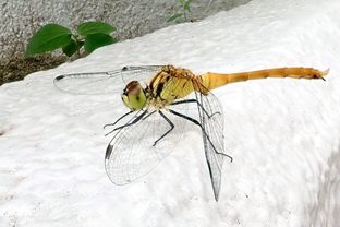 P7140007c.jpg